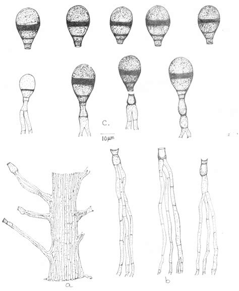 Figure 1 From Manoharachariomyces A New Hyphomycetous Fungus From