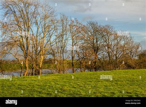 Row Of Willow And Alder Trees At The Edge Of A Green Field Beside A