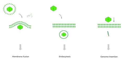 Viruses Steps Of The Viral Life Cycle On The Mcat Medlife Mastery