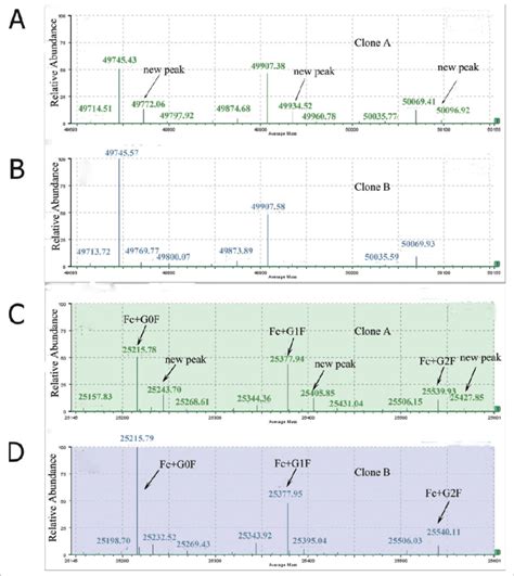 Deconvoluted Mass Spectra Of The Reduced Antibody Heavy Chain A And B