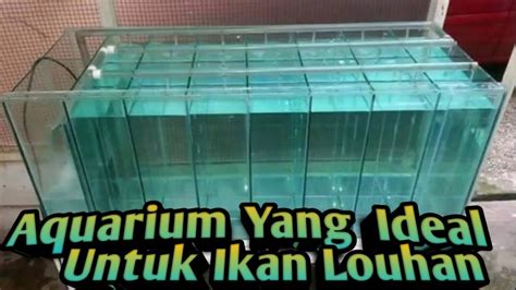 Ukuran Aquarium Yang Ideal Untuk Ikan Louhan YouTube