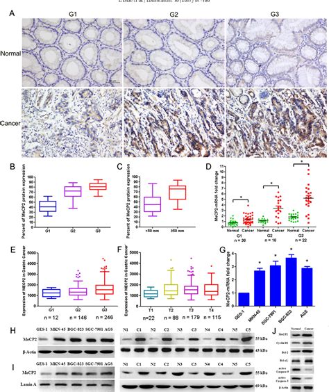 Figure 1 From MeCP2 Promotes Gastric Cancer Progression Through