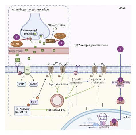 Androgen Effects On The Adrenergic System In The Airway Smooth Muscle