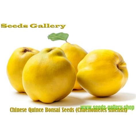 Chinese Quince Seeds Chaenomeles Sinensis