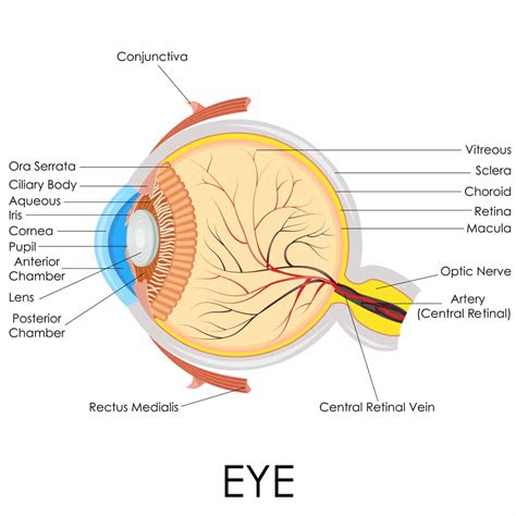 human eye diagram  labels