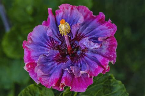 Dark Princess Tropical Hibiscus Flower Waikiki Oahu Hawaii Stock Image Image Of Perennial