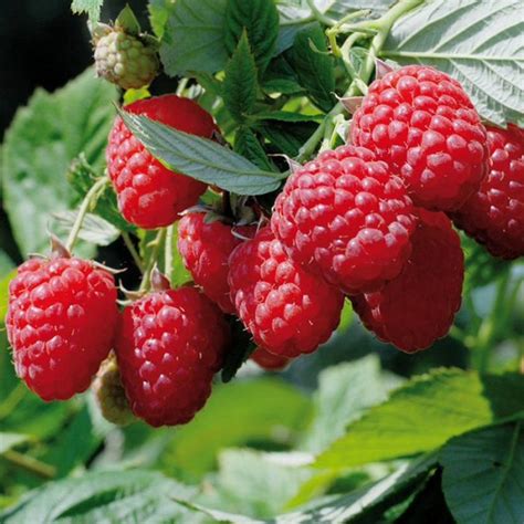 Малина Нантахала: описание сорта, особенности и выращивание, сроки ...