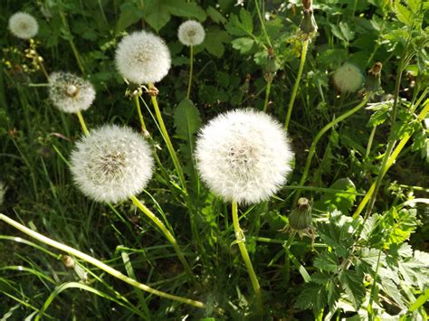 Bildet Natur Gress Anlegg Eng L Vetann Blomst Produsere