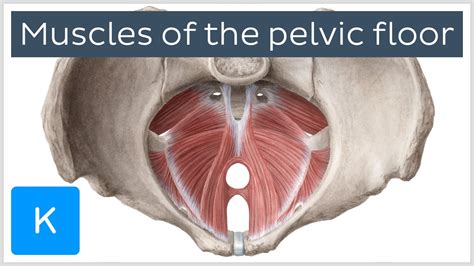 Bulbocavernosus And Ischiocavernosus Muscles