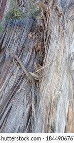 Naked Wooden Tree Real Background Texture Stock Photo 1844906767 Shutterstock