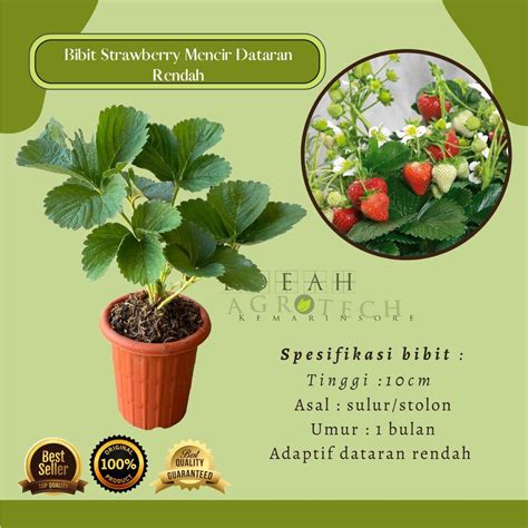 Jual Bibit Tanaman Buah Strawberry Mencir Strawberry Gagang Panjang Dan