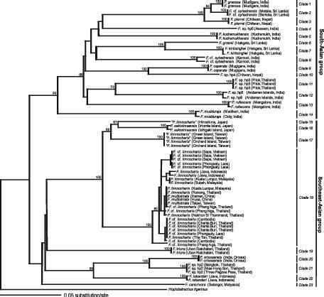 Molecular Phylogeny Of The Diversified Frogs Of Genus Fejervarya Anura