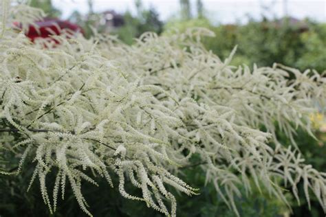 Арункус двудомный Kneiffii Hybr Whirlwind Aruncus dioicus Kneiffii