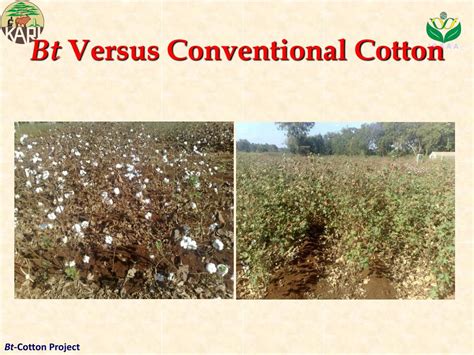 benefits  progress  commercialization  bt cotton