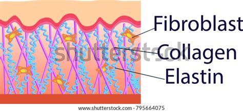 Vector Illustration Structure Cells Collagen Elastin Stock Vector ...