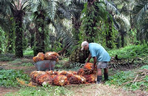 Electricity Generated From Biogas Cuts Emissions In Papua Neuguinea