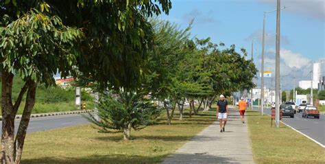 Prefeitura Vai Manejar Rvores Na Avenida Noide Cerqueira Para