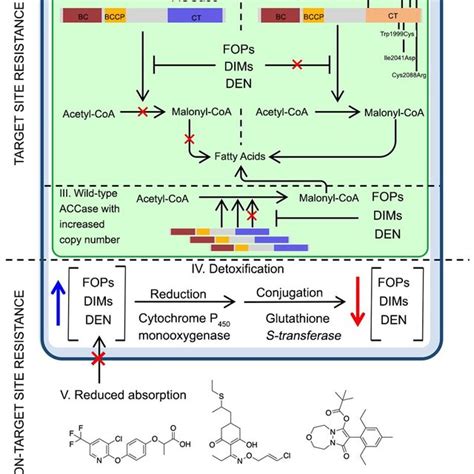 PDF ACCase Inhibiting Herbicides Mechanism Of Action Resistance