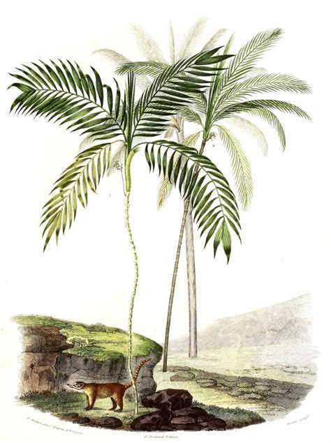 Vintage Illustration Of Various Palm Trees Free Vintage Illustrations