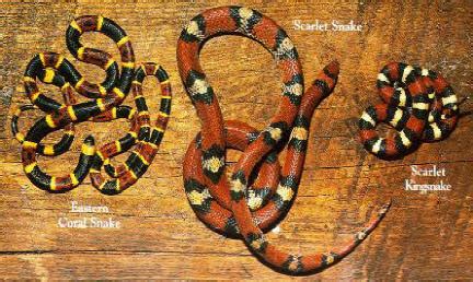 Eastern Coral Snake: Florida Snakes