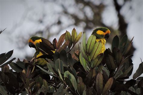 Colombia Endemic Part 1 Birding Tour - Birding by Locals