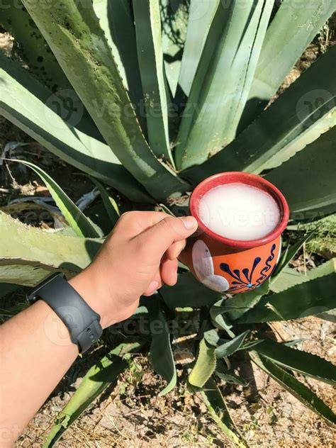 Pulque A Traditional Mexican Drink From The Maguey Plant Rooted In