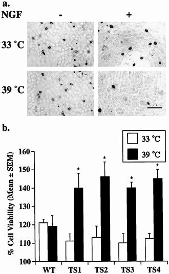 Inhibition Of Internalization Enhances Ngf Dependent Survival A