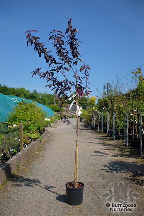 Prunus Royal Burgundy From Burncoose Nurseries Flowering Cherries