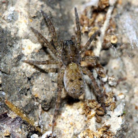 Arctosa Sp Juv Nile Le Monde Des Insectes