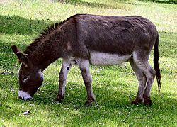 Donkey Facts for Kids