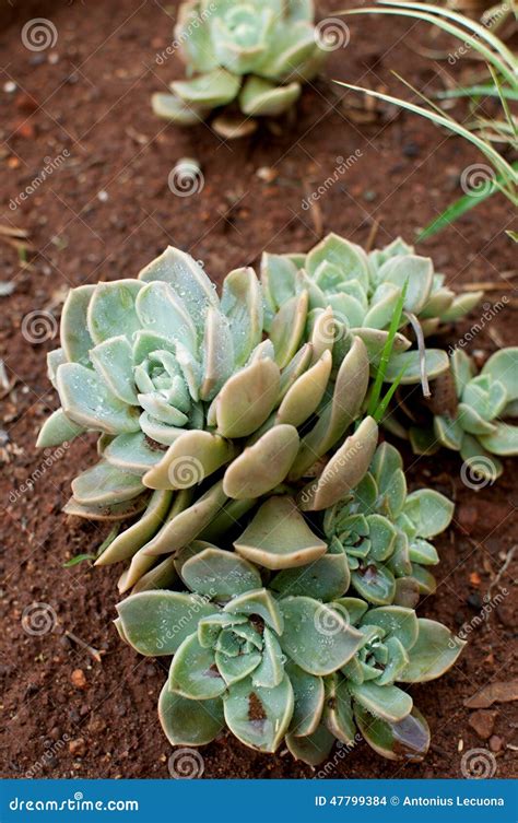 Small Echeveria Dessert Plant With Seedlings Stock Photo Image Of