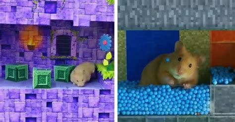 15 Hamster Obstacle Courses That Are Absolutely A-maze-ing! – InspireMore