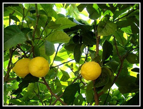 La Planta De Limón Tipos De Limón Macetas Y Cuidados Plantas