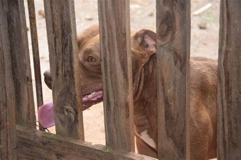 Pitbull Que Mordeu Homem E Matou Poodle O Primeiro A Receber Microchip