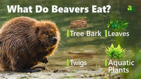 What Do Beavers Eat Imp World