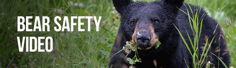 Njdep Fish Wildlife Bear Safety Video