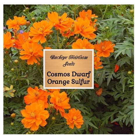 Cosmos Dwarf Orange Sulphur Seeds Gmo Free Seeds Flower Buckeye