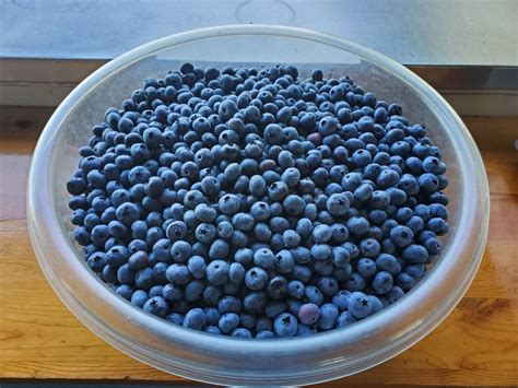 This Michigan Blueberry Farm Has Berries That ‘dont Exist Anywhere