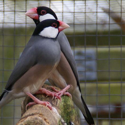 Java Sparrow Padda Oryzivora Gallery New Zealand Finch Breeders