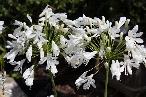 Weiße Schmucklilie Agapanthus in einem Garten in Göttingen