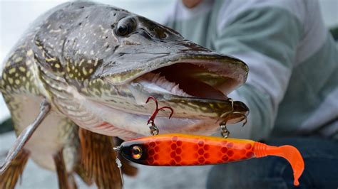 How To Hammer Early Summer Northern Pike With Glide Baits Outdoor Canada