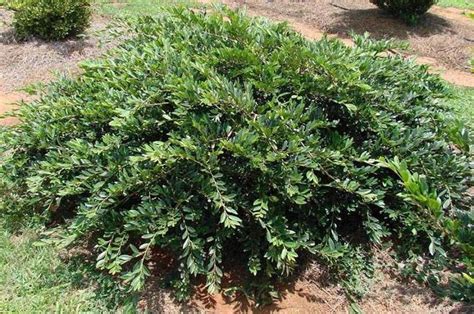 Evergreen Shrubs For Shade Top 17 Choices Plantingtree Shade Shrubs Evergreen Shrubs Shrubs