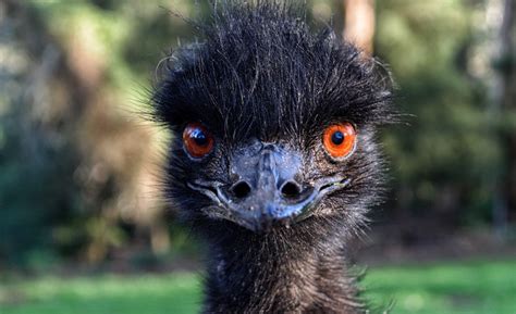 The Weather Network Giant Emu Recovering After Escaping Police