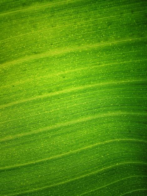 Premium Photo Banana Leaf