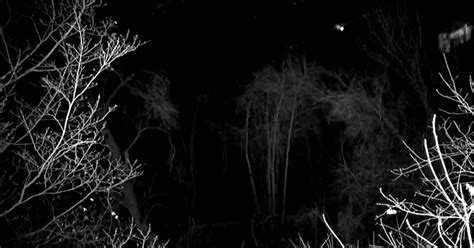 High Winds Topple Hays Bald Eagle Nest - CBS Pittsburgh