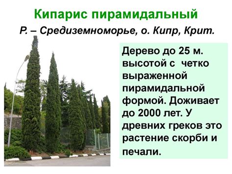 Кипарис Фото И Описание Где Растет – Telegraph