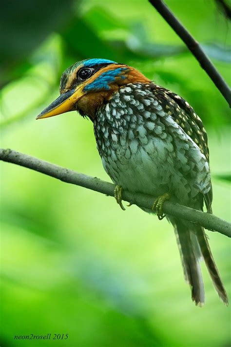 Spotted Wood Kingfisher Actenoides Lindsayi Beautiful Birds