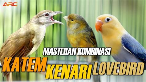 Masteran Kapas Tembak Gacor Kenari Lovebird Youtube