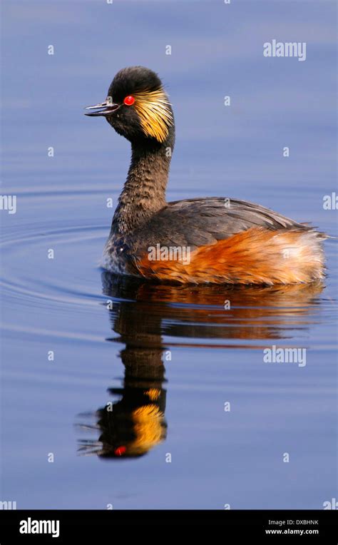 Black Necked Grebe Hi Res Stock Photography And Images Alamy