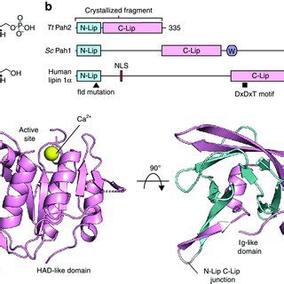 (PDF) Crystal structure of a lipin/Pah phosphatidic acid phosphatase